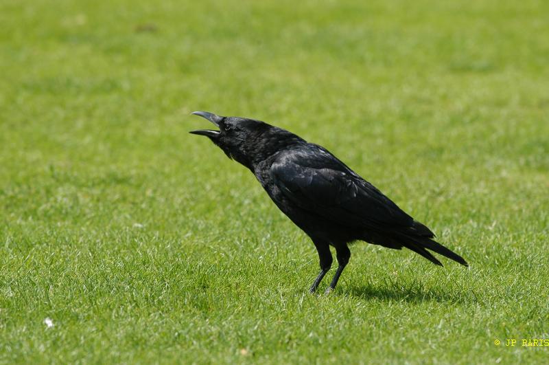 Corvus corone